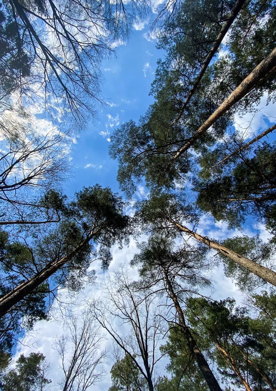 Tree Canopy