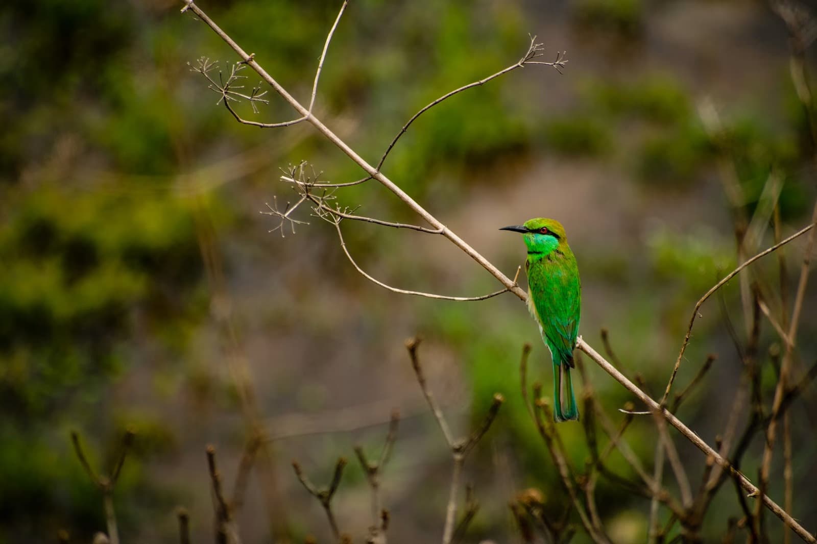 Green Surroundings